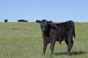 black calf to sell or background
