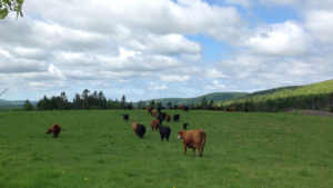 Cattle grazing in Canada's forested rangelands | Beef Cattle Research Council