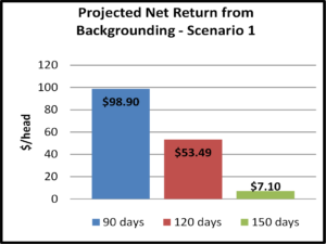 projected net return from backgrounding- scenario 1