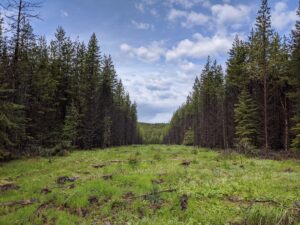 Forest grazing in Canada using strip thinning within a silvopasture system | Beef Cattle Research Council
