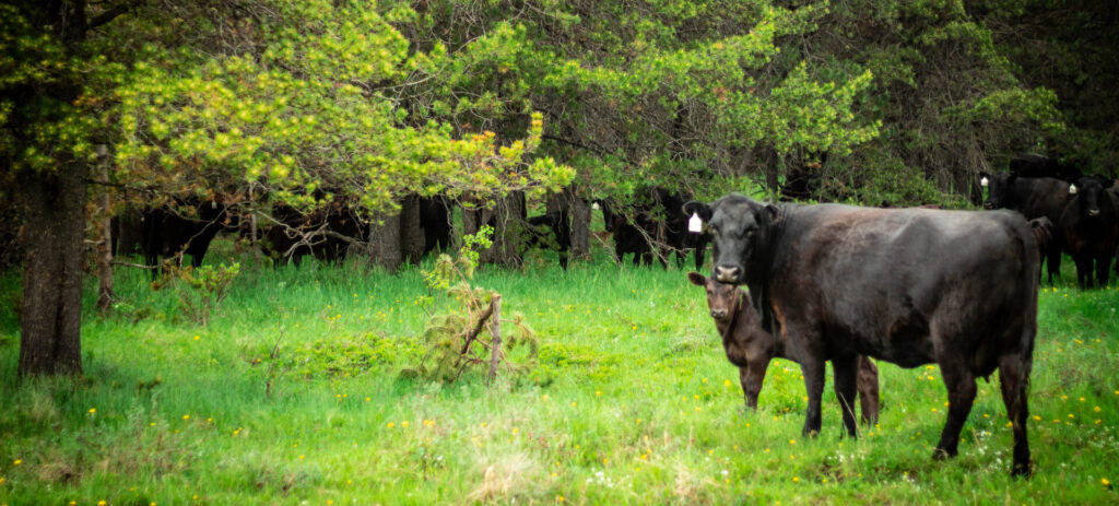 black cow and calf in forest