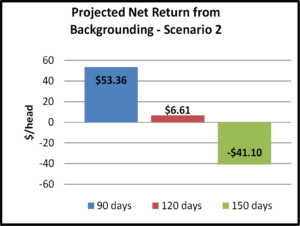 projected net return from backgrounding - scenario 2