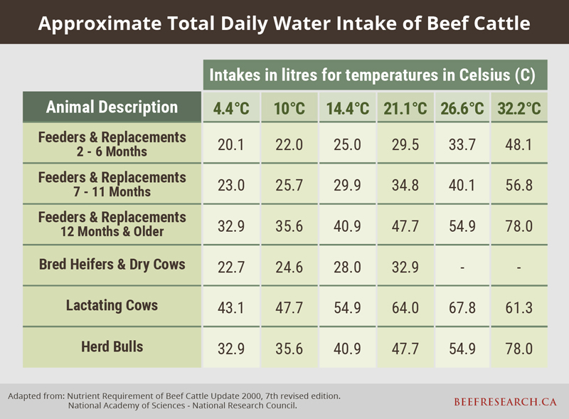 approximate total daily water intake of beef cattle