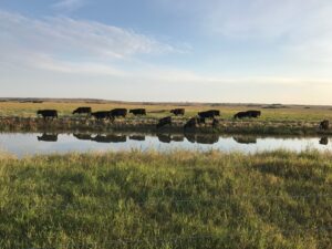 cattle grazing near water