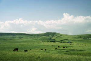 cattle grazing on healthy, green pastures