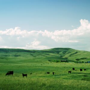 cattle on healthy pastures