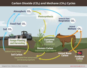 carbon methane cycle