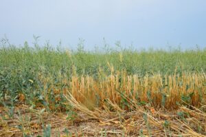 salvaged canola for cattle feed during drought