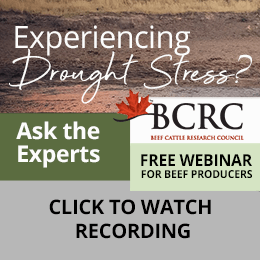 Experiencing drought stress? Watch recording of webinar for beef producers.