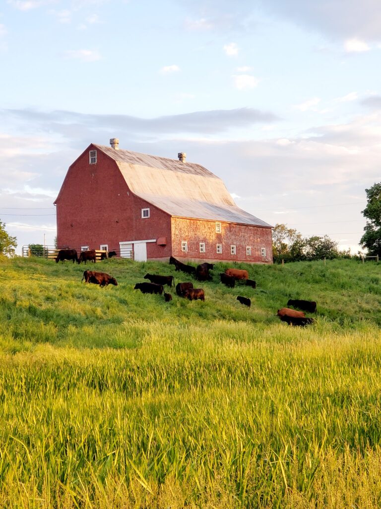 Eastern barn with beef cattle