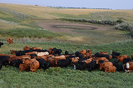 Canadian beef cattle during drought in pasture with dwindling water supply