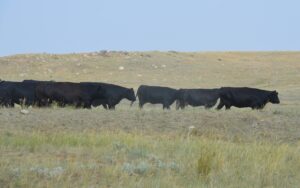 beef cattle kicking up dust in dry pasture
