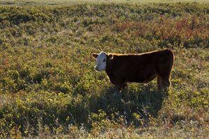 Backgrounding, preconditioning, calf, calculator