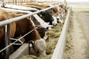 growth promotants improve feed efficiency of beef cattle and also have environmental benefits