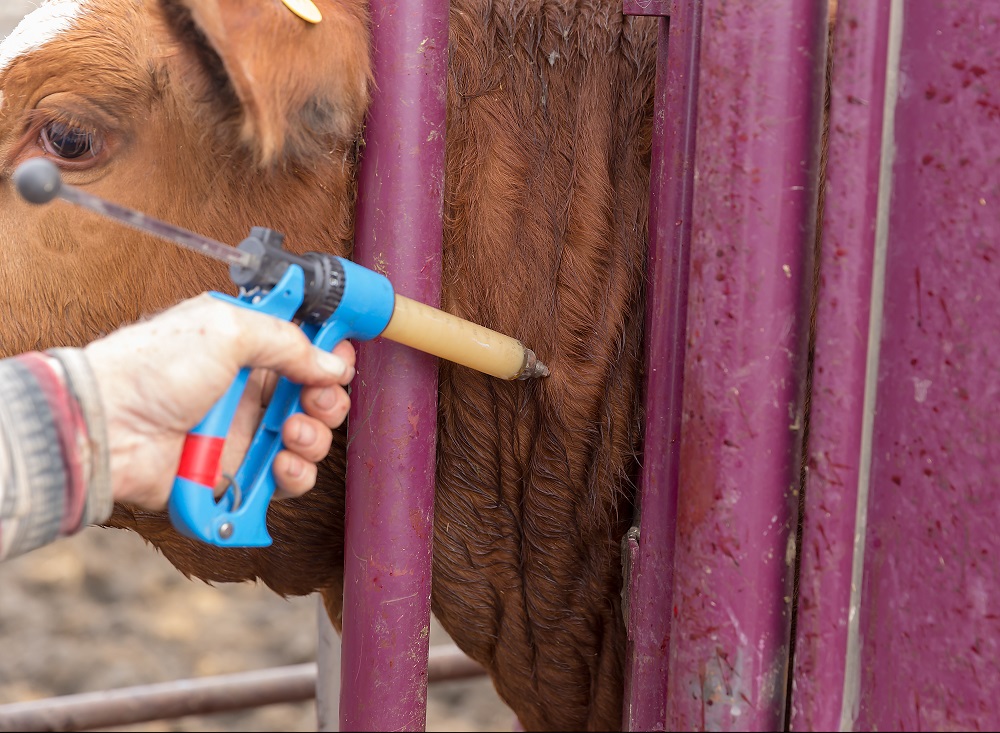 Cow receiving neck injection