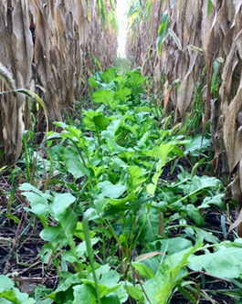intercropping corn and high-protein forages for better beef cattle nutrition