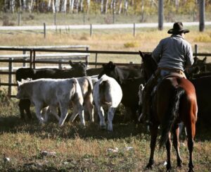 horse and rider rounds up Charolais and Angus cattle on Steppler Farms in Manitoba
