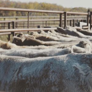 purebred Charolais cattle lined up at Steppler Farms, Manitoba
