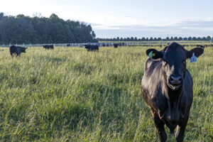 Angus beef heifer in green pasture