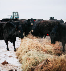 Canadian farmer winter feeding hay to black cattle in the snow