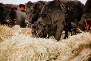 Black Angus cattle eating hay as winter feed