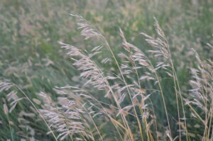 native prairie pastures are usually low in minerals, which means supplementation is necessary for beef caettle