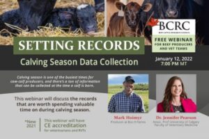Setting Records: Calving Season Data Collection Jan. 12