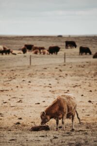 keep calving records for newborn calf and cow