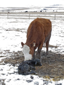 beef cow cleaning newborn calf in winter snow