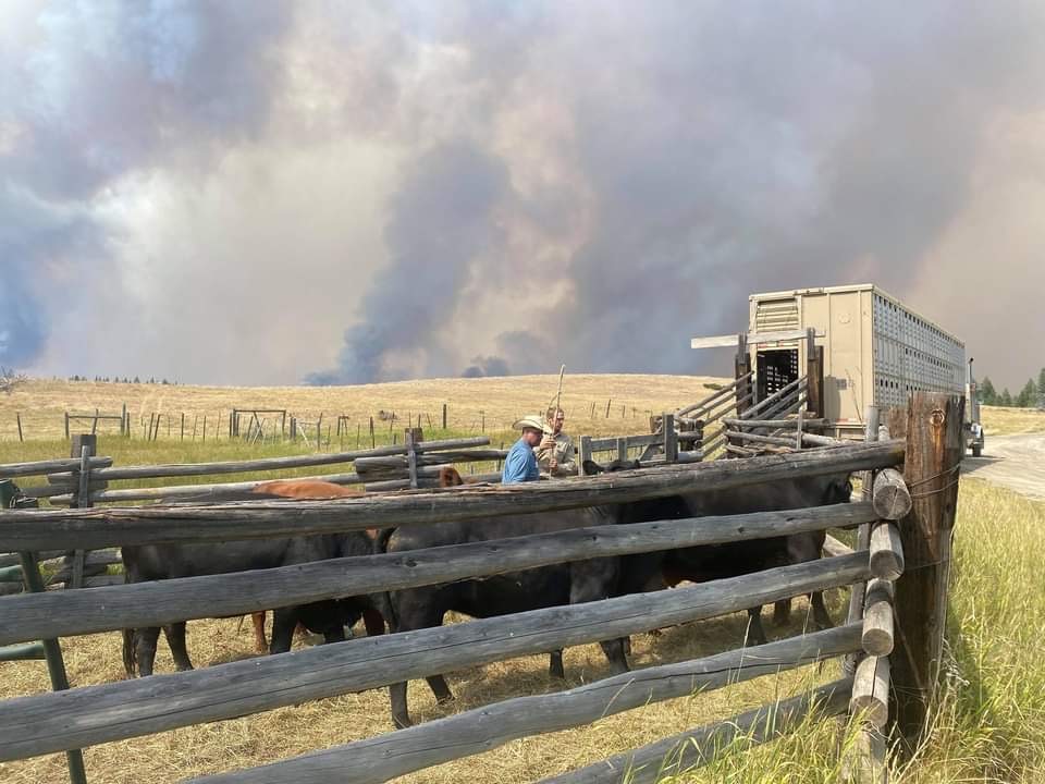 Beef producers moving cattle to safety away from wildfires