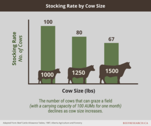 cattle stocking rates, the number of cows that can graze a field based on cow size