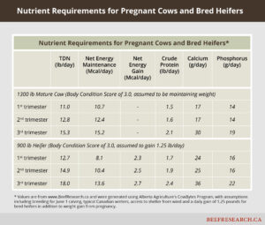 Nutrient requirements for pregnant cows and bred heifers