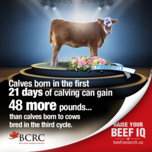 first cycle calves can gain more pounds than third cycle calves