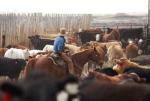 beef producer on horseback checking cattle in lot