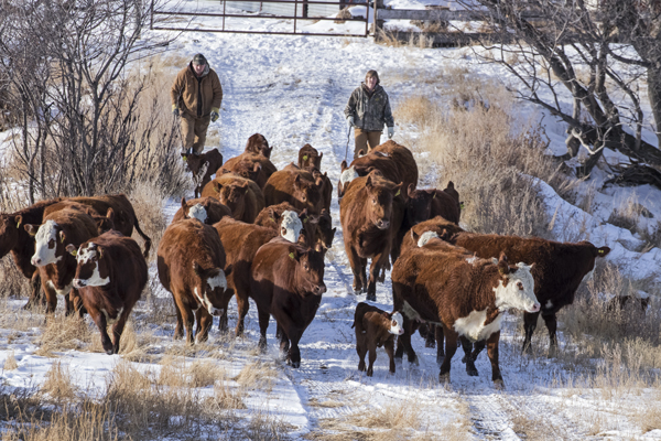 Beef producers managing cows and calves in winter