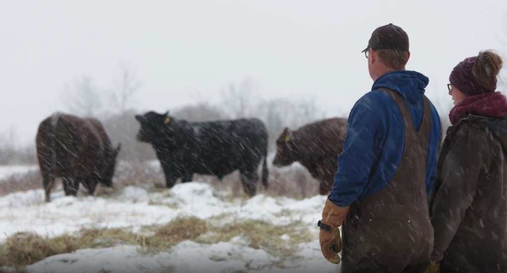 beef producers examine beef bulls in snow