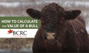 How to calculate the value of a beef herd sire