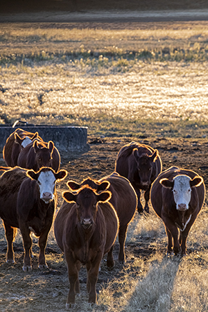 Beef heifers at a water tank at sunset