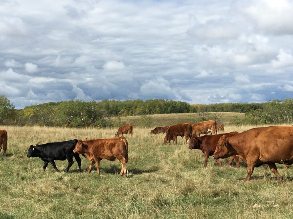heifers on grass with blue sky
