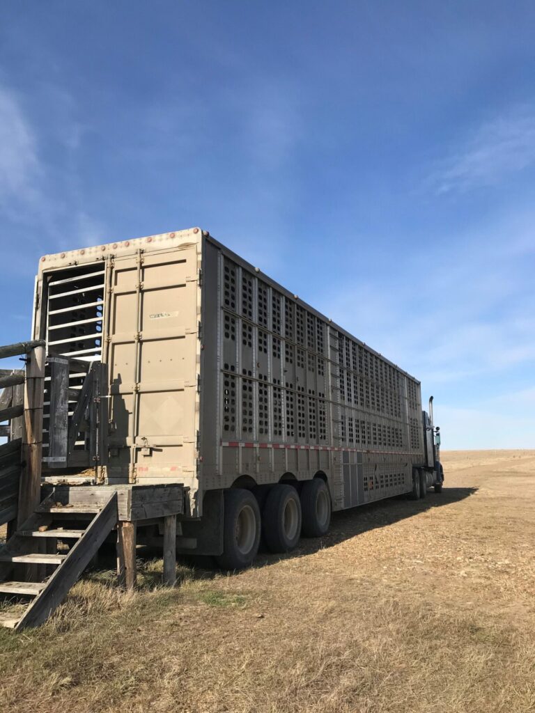 Commercial cattle transport trailer