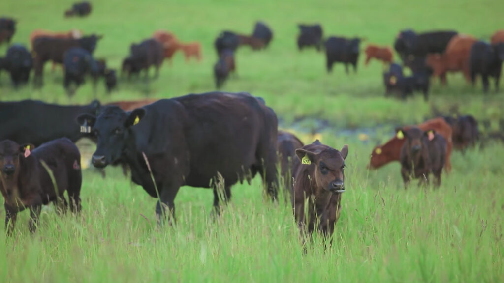 cattle herd grazing green pasture