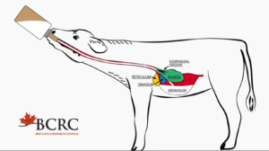 Calf digestion diagram