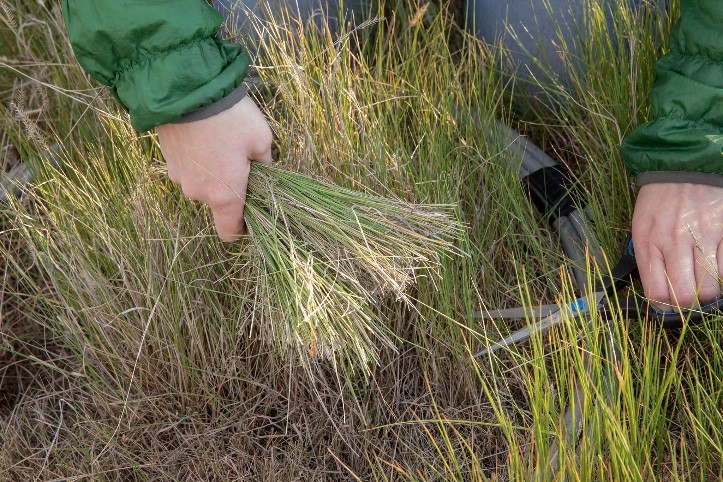 clipping forage samples with scissors