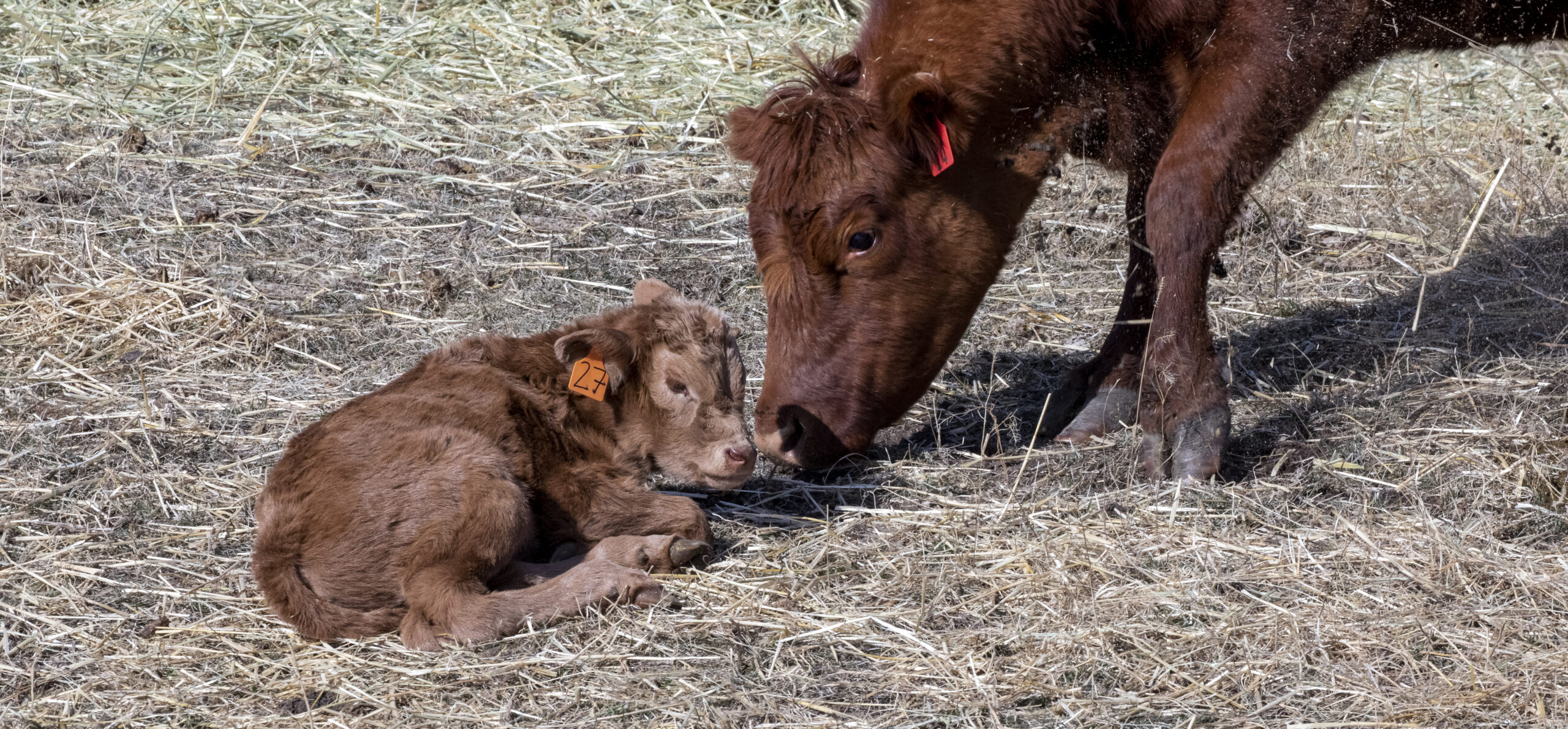 red newborn beef cow calf on straw