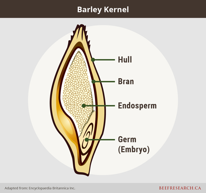 Barley kernel