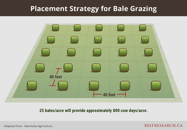 Placement strategy for bale grazing