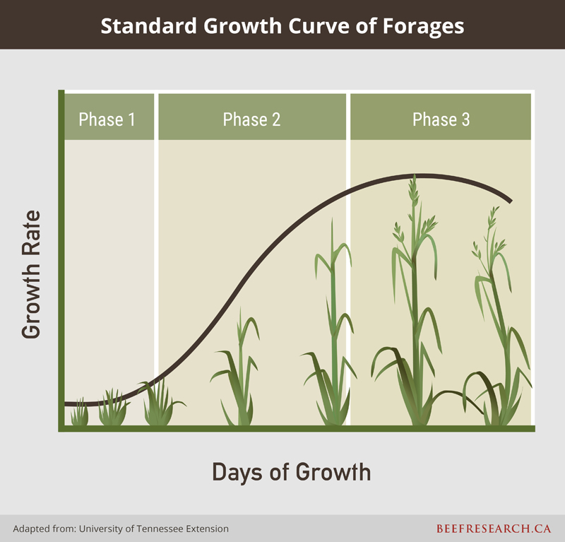 standard growth curve of forages