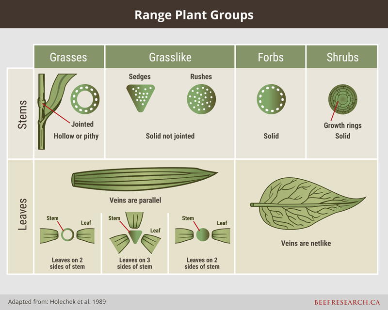 Range plant groups
