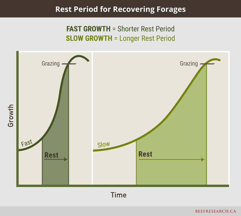 Rest period for recovering forages