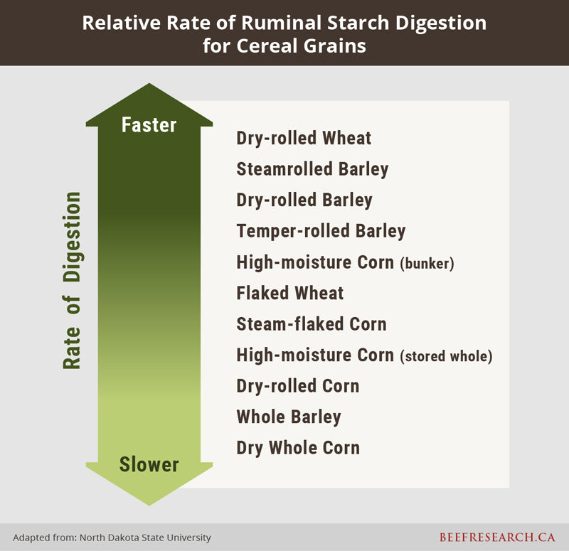Relative rate of ruminal starch digestion for cereal grains.